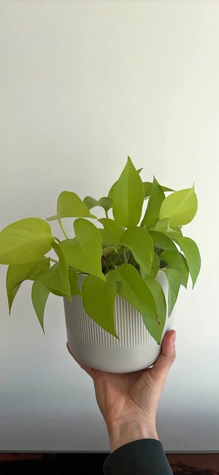 Neon Pothos mature well established