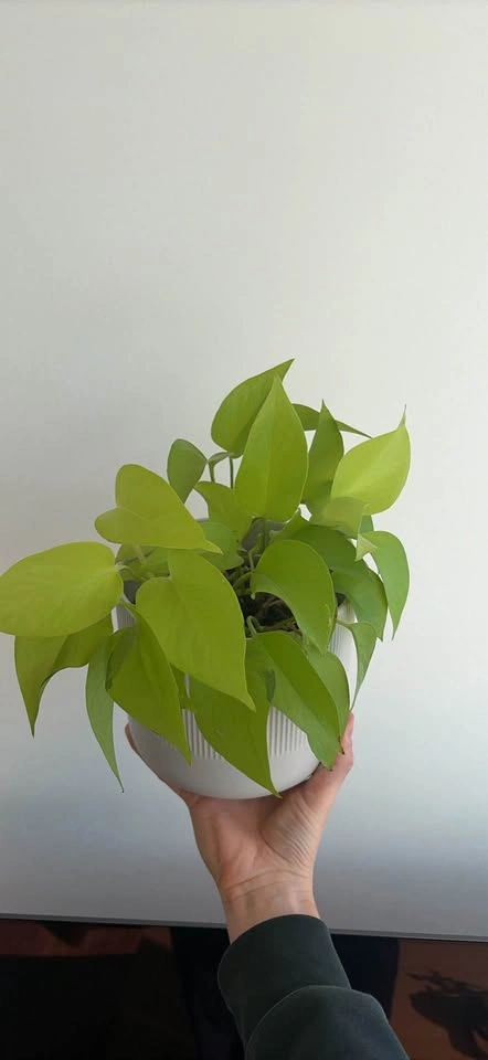 Neon Pothos mature well established - photo 2