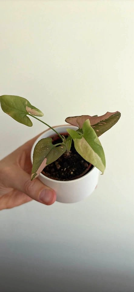 Syngonium Pink Splash Houseplant