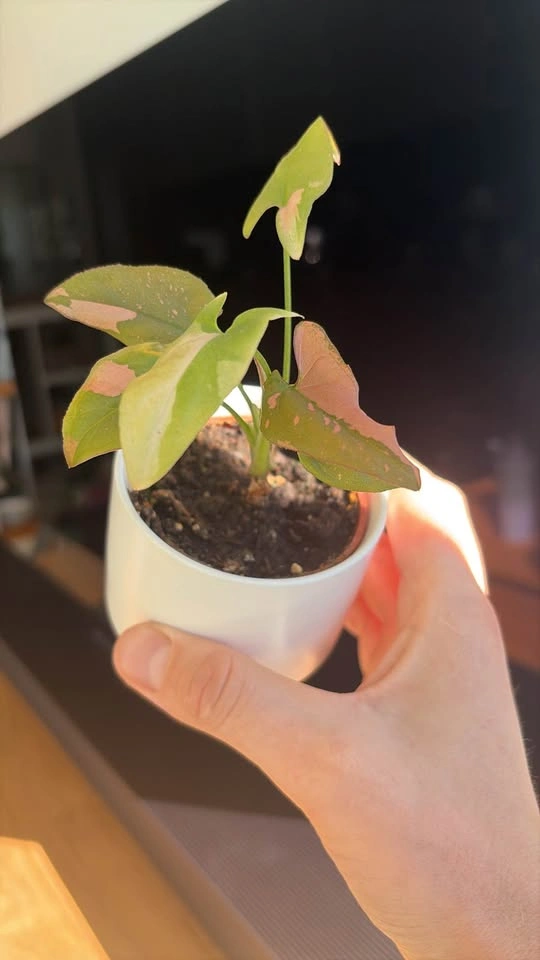 Syngonium Pink Splash Houseplant - photo 2