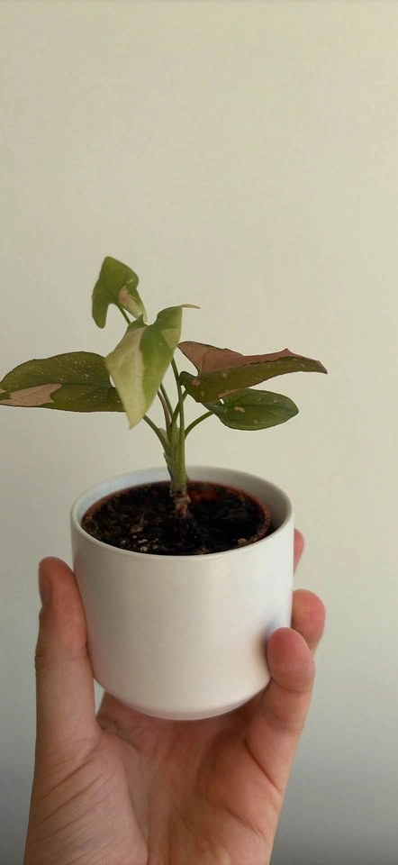 Syngonium Pink Splash Houseplant - photo 3