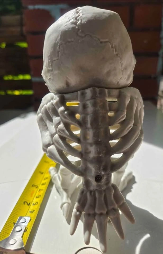Plastic Skeleton Owl Halloween Decoration – Used Once, Like New - photo 3