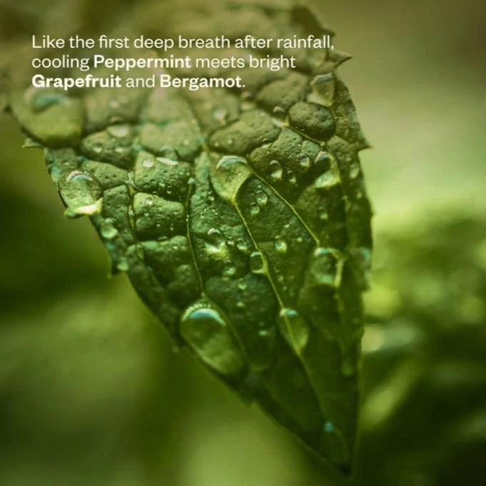 Saje After the Rain Earthy & Verdant Diffuser Blend - photo 4