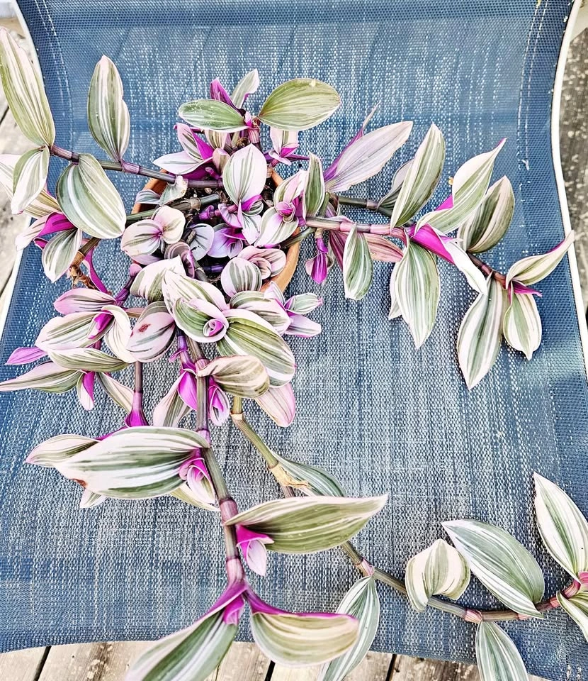 Healthy Houseplants Sale – Monstera, Tradescantia, Spider Plant