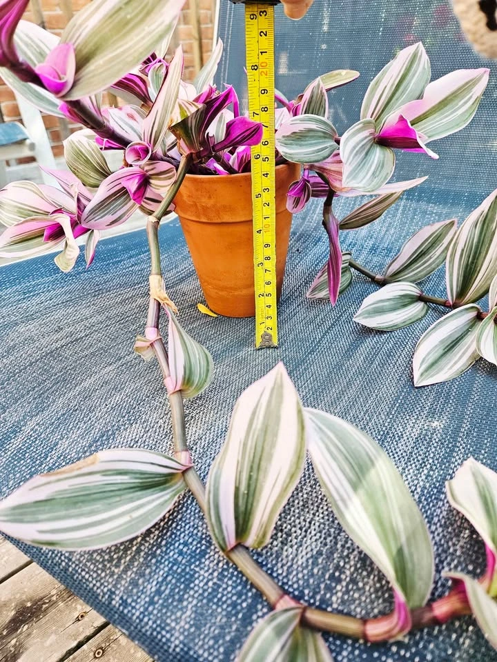 Healthy Houseplants Sale – Monstera, Tradescantia, Spider Plant - photo 2