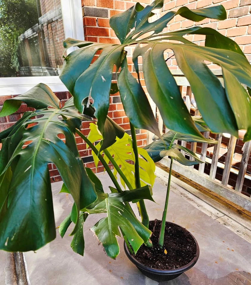Healthy Houseplants Sale – Monstera, Tradescantia, Spider Plant - photo 3