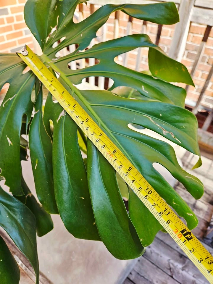 Healthy Houseplants Sale – Monstera, Tradescantia, Spider Plant - photo 4