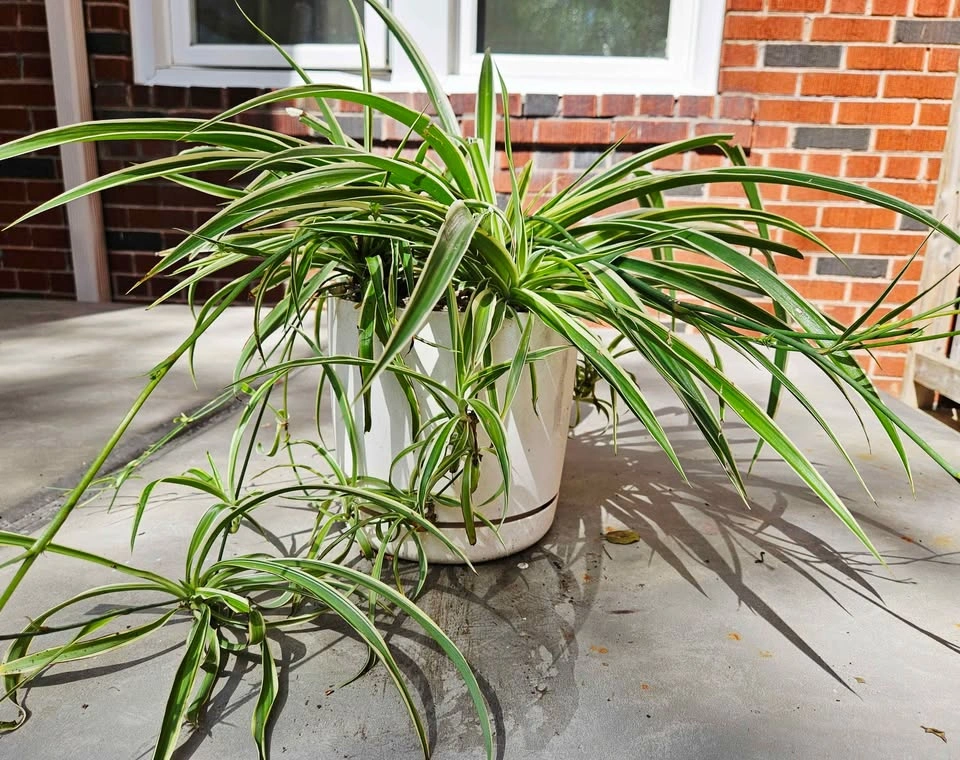 Healthy Houseplants Sale – Monstera, Tradescantia, Spider Plant - photo 5