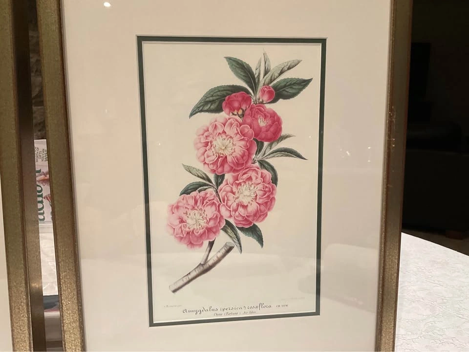 Prints Botanical Vintage - photo 4
