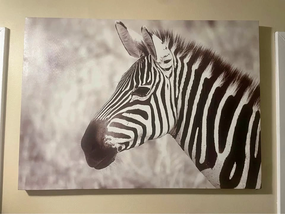 Zebra Print on Canvas