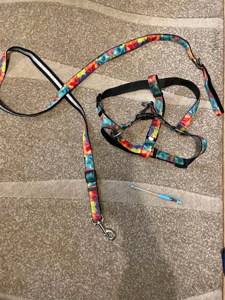 Large Dog Leash, Harness, & Collar