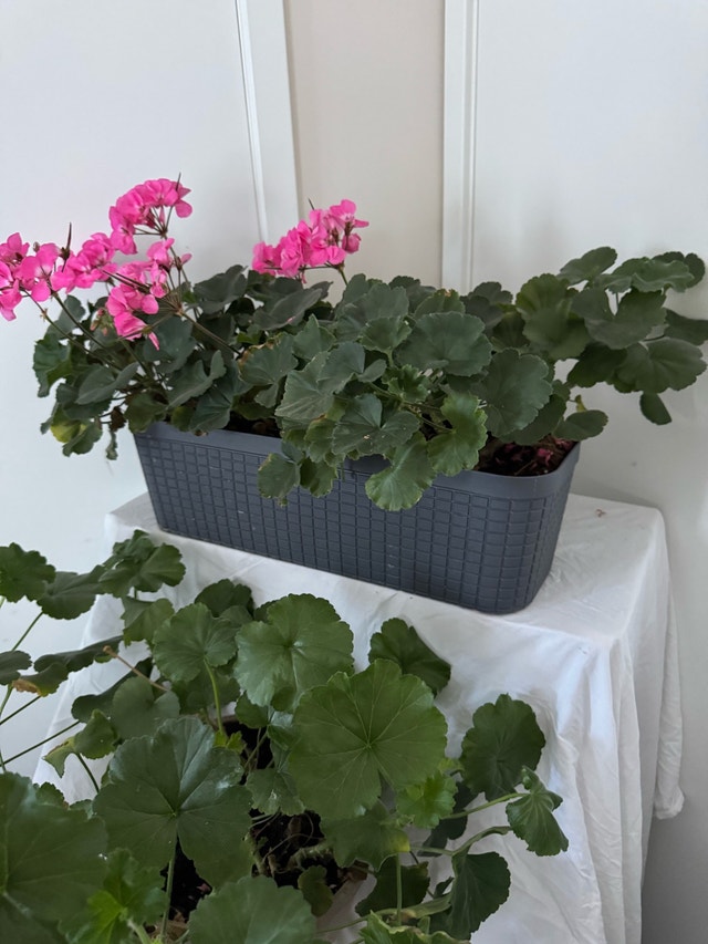 Both Beautiful Huge Pink Real Geranium Plants