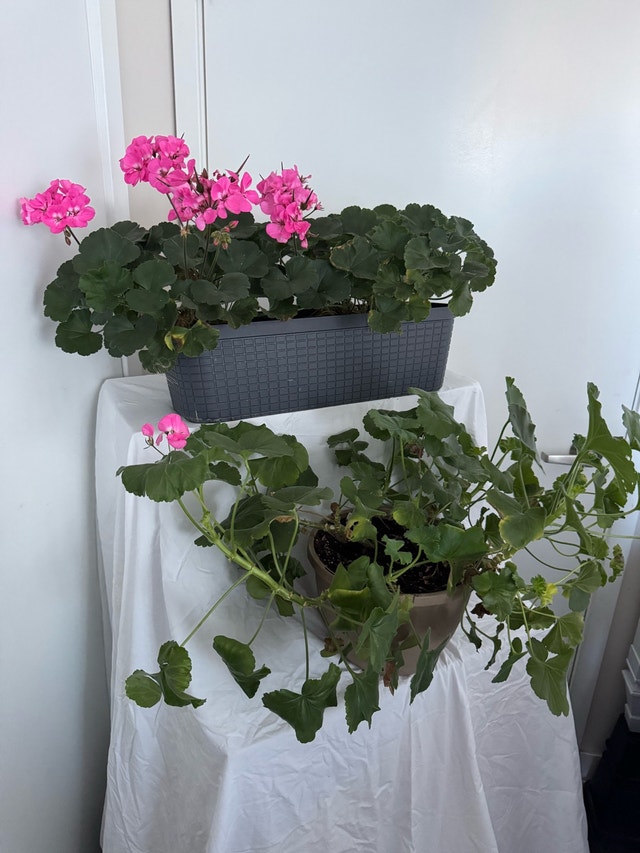 Both Beautiful Huge Pink Real Geranium Plants - photo 4