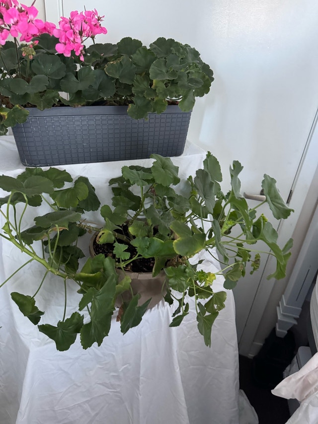 Both Beautiful Huge Pink Real Geranium Plants - photo 5