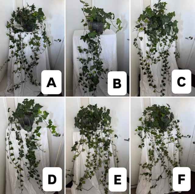 Real!! Huge 6ft -7ft long English Ivy Plants (Real Plants) $20ea