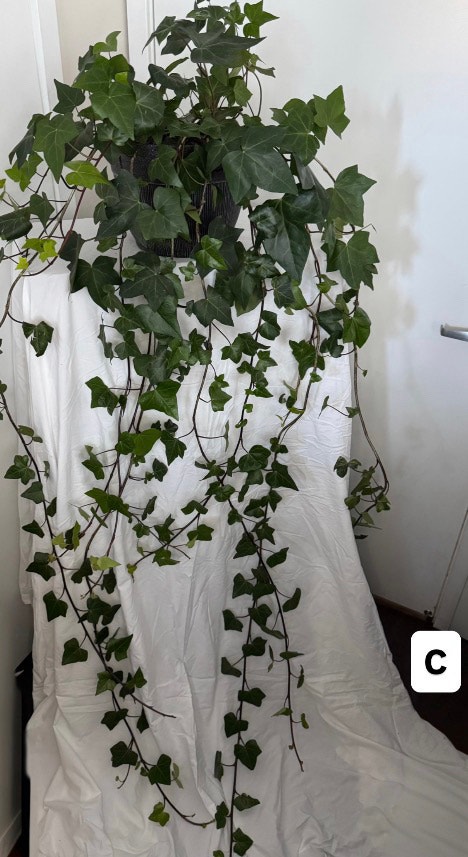 Real!! Huge 6ft -7ft long English Ivy Plants (Real Plants) $20ea - photo 4