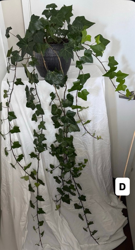 Real!! Huge 6ft -7ft long English Ivy Plants (Real Plants) $20ea - photo 5