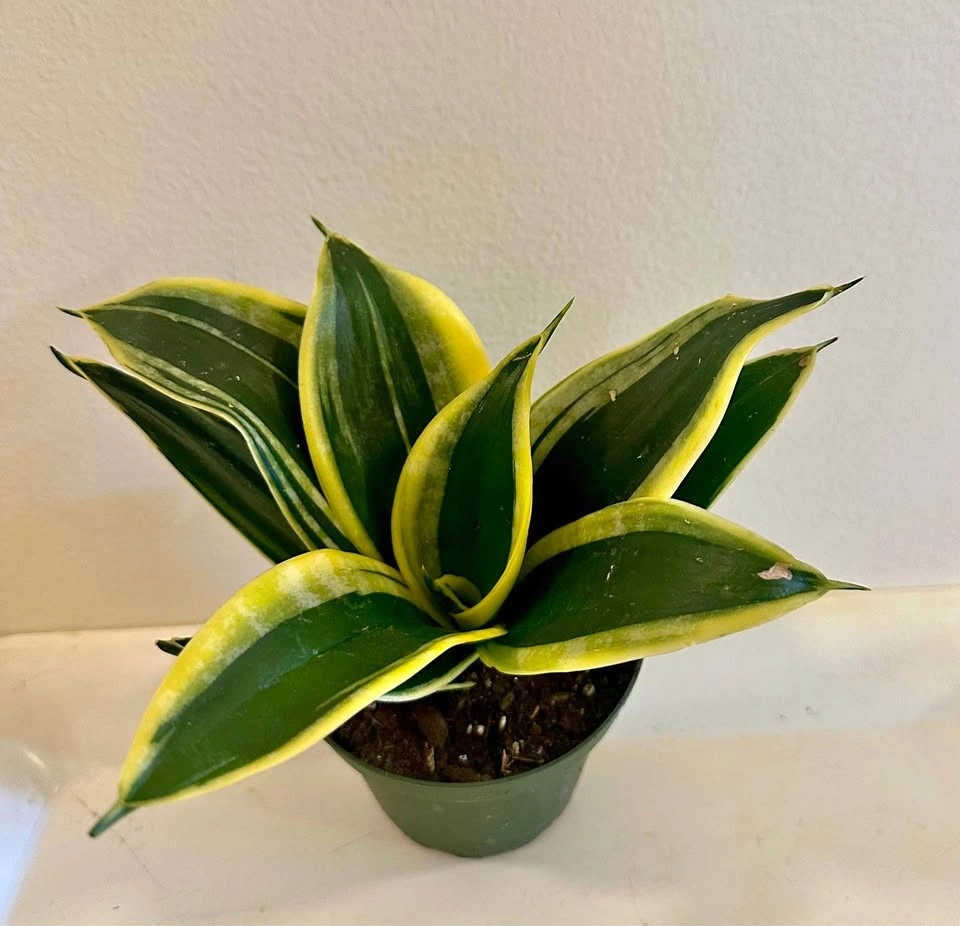 Beautiful Black Gold Bird’s Nest Snake Plant – 4” Pot