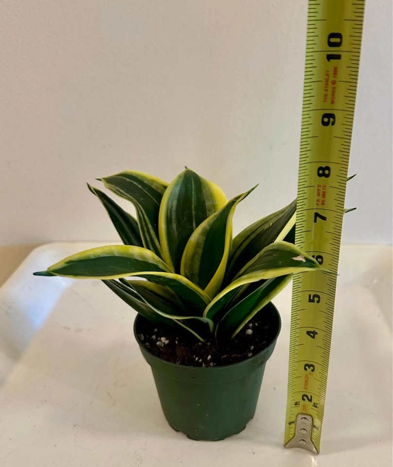 Beautiful Black Gold Bird’s Nest Snake Plant – 4” Pot - photo 2