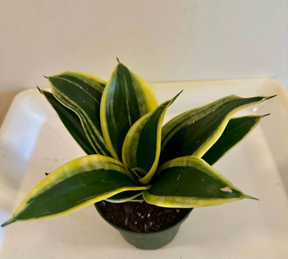 Beautiful Black Gold Bird’s Nest Snake Plant – 4” Pot - photo 3