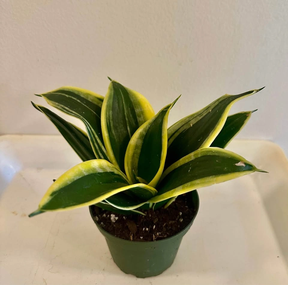 Beautiful Black Gold Bird’s Nest Snake Plant – 4” Pot - photo 4