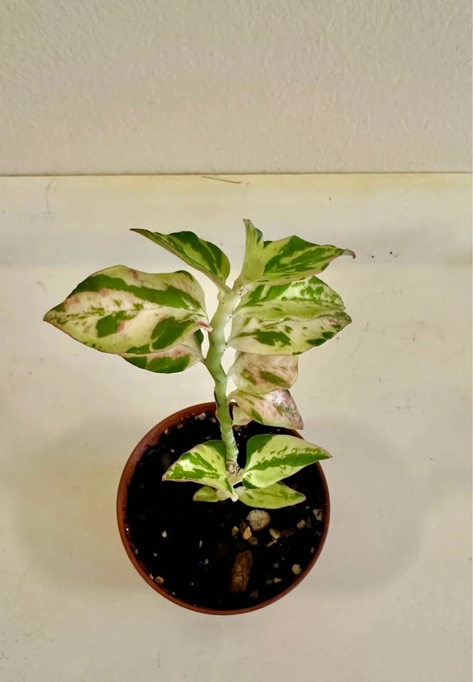 Variegated Devil’s Backbone - Euphorbia Tithymaloides Var. - photo 2