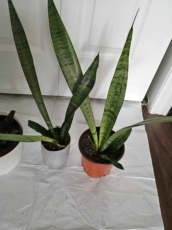 Snake plants