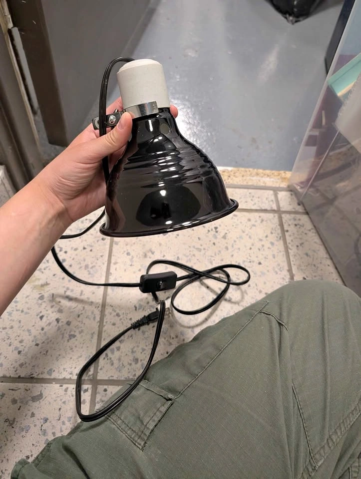 Reptile lamp