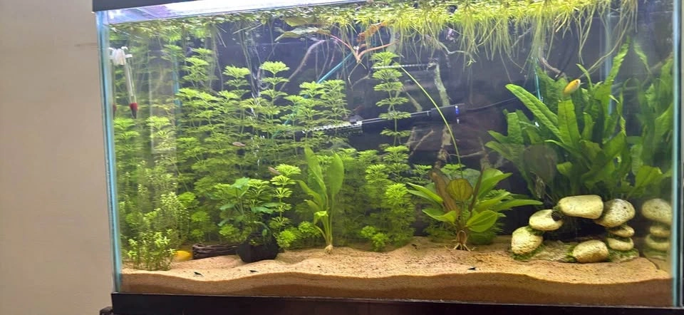 Variety of live Aquarium plants