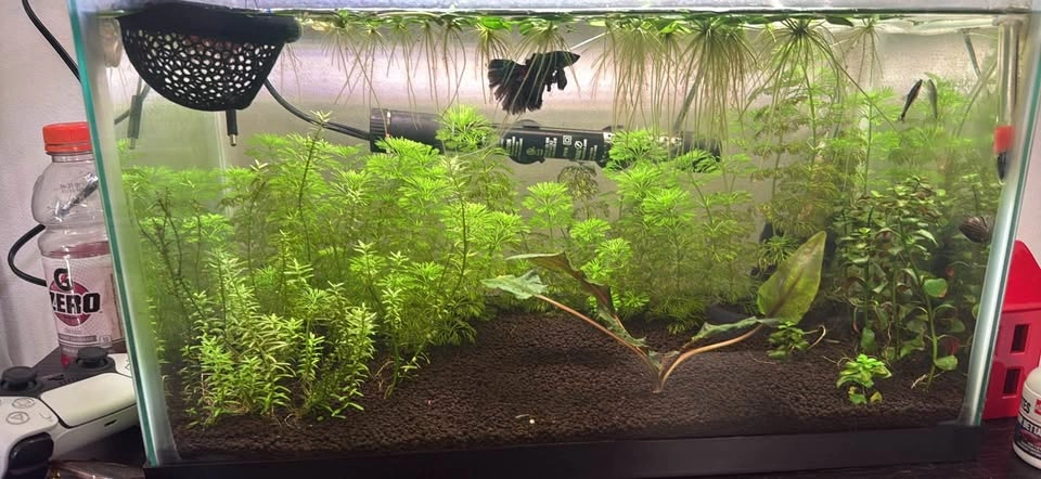 Variety of live Aquarium plants - photo 2