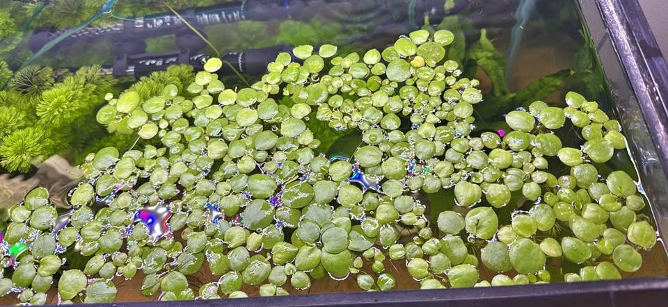 Amazon frogbit aquarium live plant