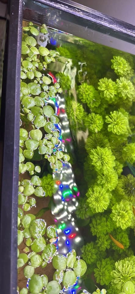 Amazon frogbit aquarium live plant - photo 2