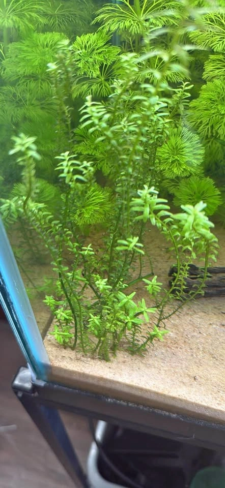 Rotala live aquarium plant