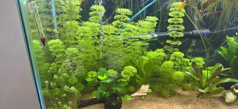 Limnophila Sessiliflora live aquarium plant