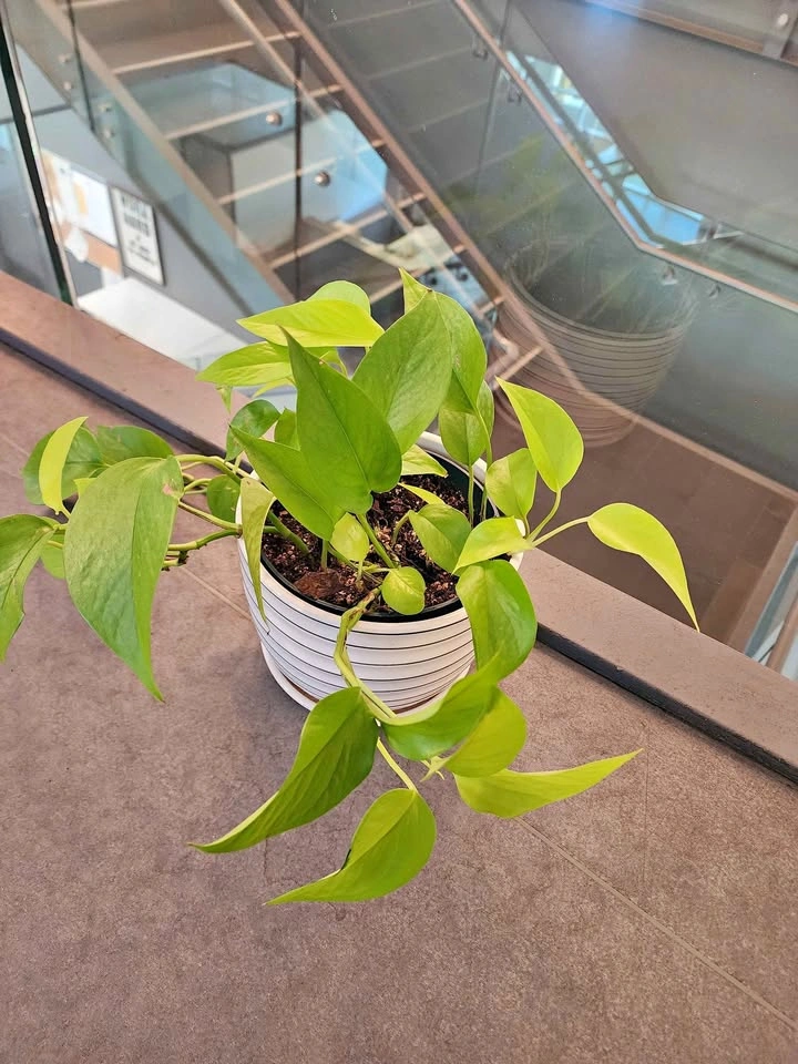 Neon green pothos medium size