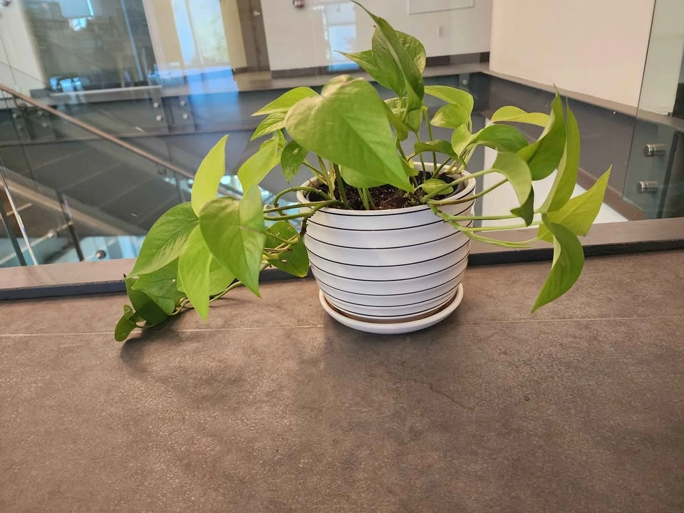 Neon green pothos medium size - photo 2