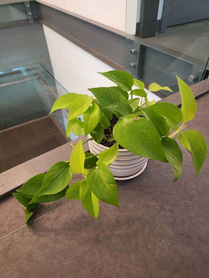 Neon green pothos medium size - photo 3