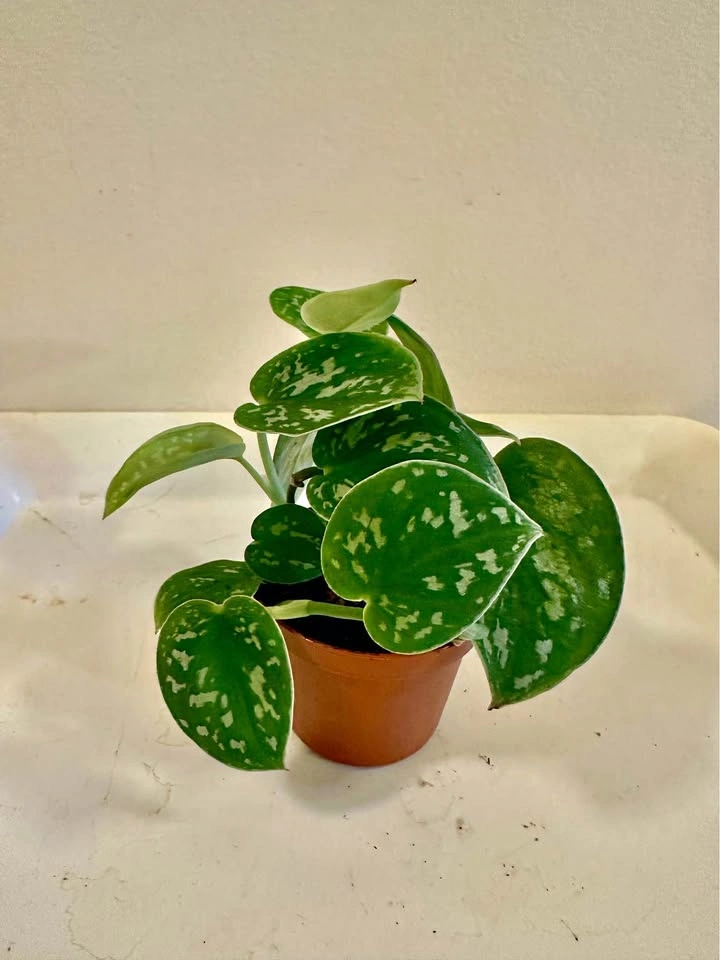 Scindapsus pictus 'Argyraeus' - Satin Pothos