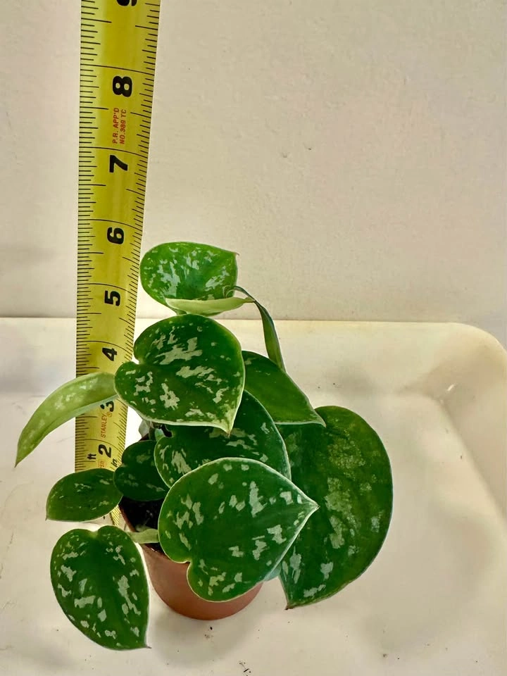 Scindapsus pictus 'Argyraeus' - Satin Pothos - photo 2