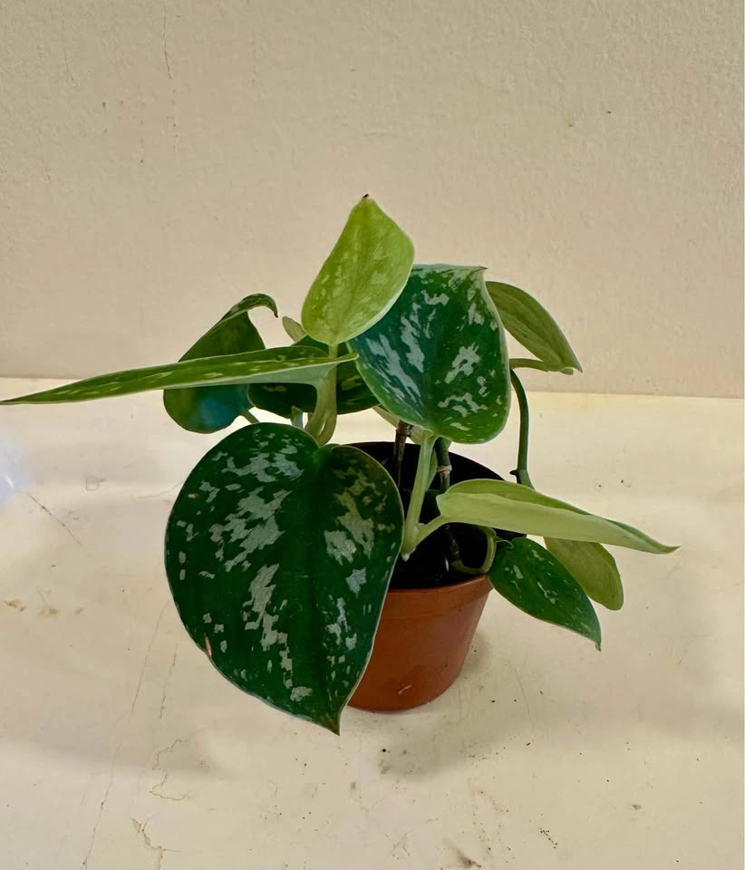 Scindapsus pictus 'Argyraeus' - Satin Pothos - photo 3