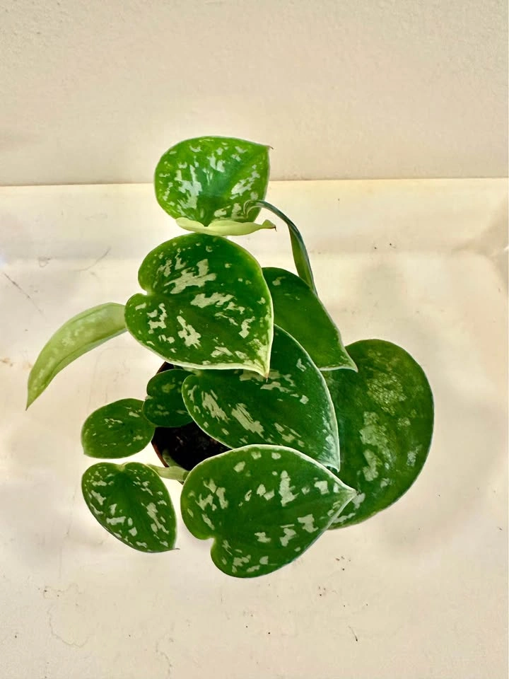 Scindapsus pictus 'Argyraeus' - Satin Pothos - photo 4