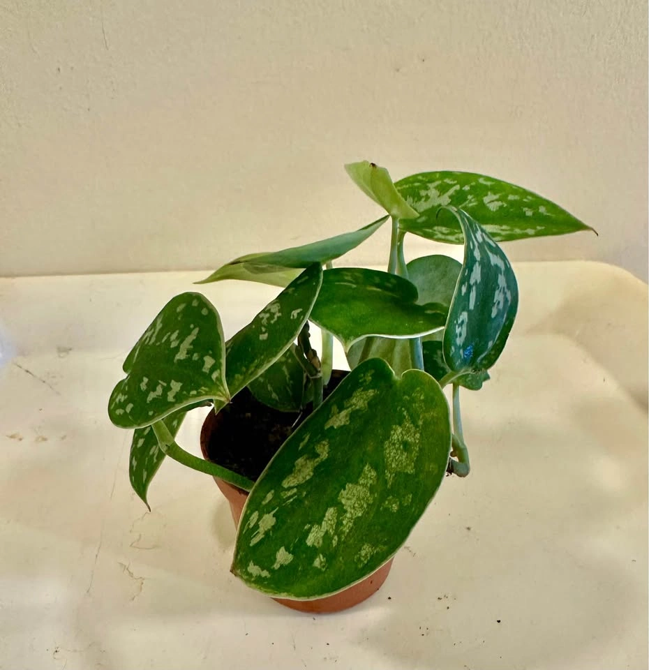 Scindapsus pictus 'Argyraeus' - Satin Pothos - photo 5