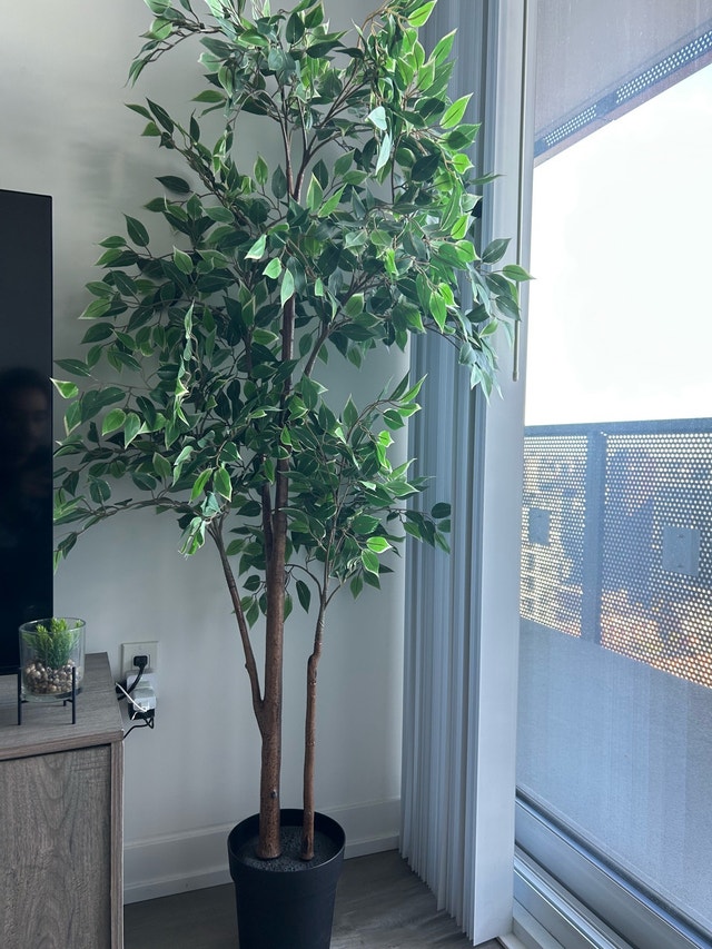 Artificial Ficus Tree