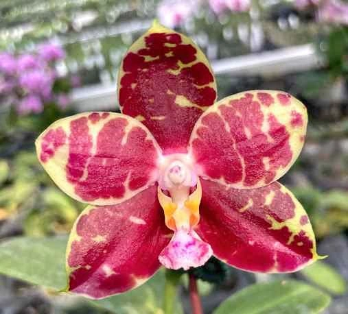Phalaenopsis Hannover Passion Joy fragrant orchid plant