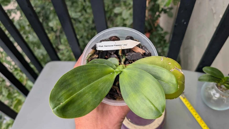 Phalaenopsis Hannover Passion Joy fragrant orchid plant - photo 2