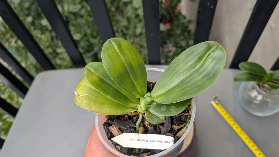 Phalaenopsis Hannover Passion Joy fragrant orchid plant - photo 3