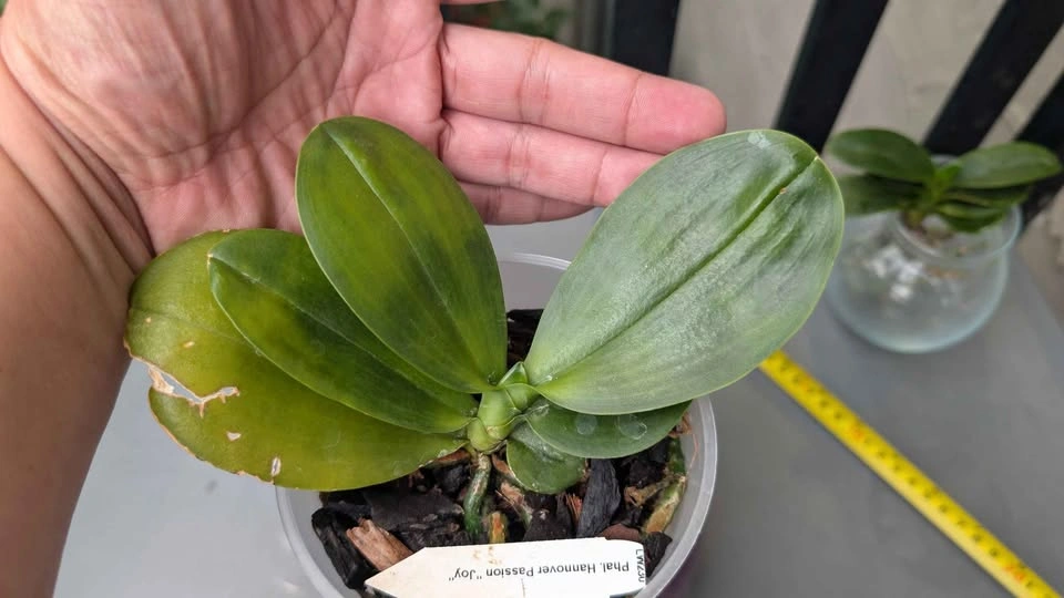 Phalaenopsis Hannover Passion Joy fragrant orchid plant - photo 4