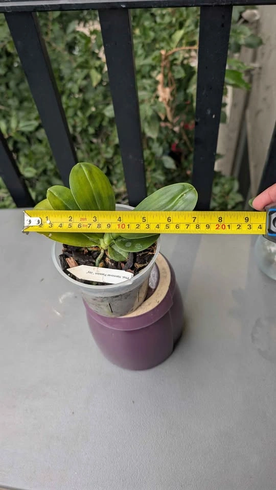 Phalaenopsis Hannover Passion Joy fragrant orchid plant - photo 5