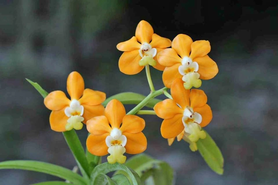 Vanda denisoniana species orchid fragrant