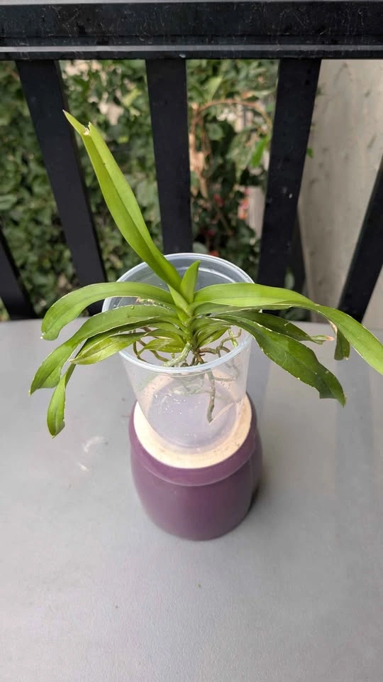 Vanda denisoniana species orchid fragrant - photo 3